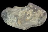 Hadrosaur (Edmontosaurus )Femur Fragment - Montana #100836-3